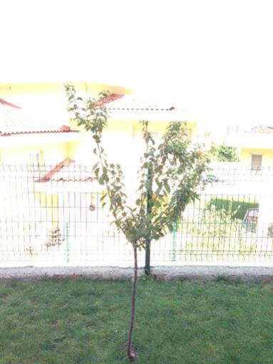 Name:  fotoraf 2.jpg
Views: 1347
Size:  25.9 KB