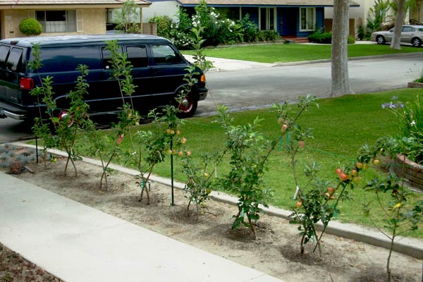 Name:  boc_hedge_ericKathy_9.jpg
Views: 2509
Size:  54.0 KB