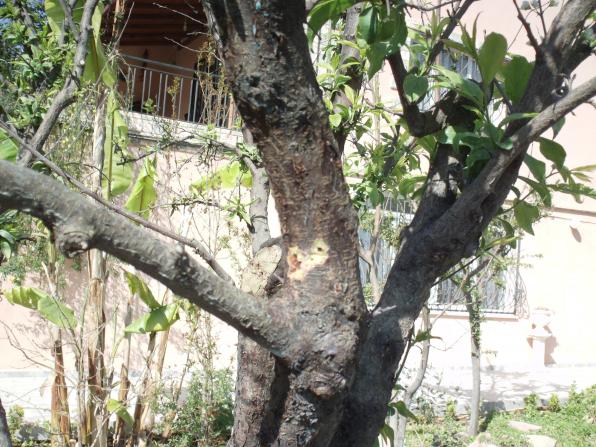 Name:  DSC00160.jpg
Views: 16167
Size:  71.7 KB