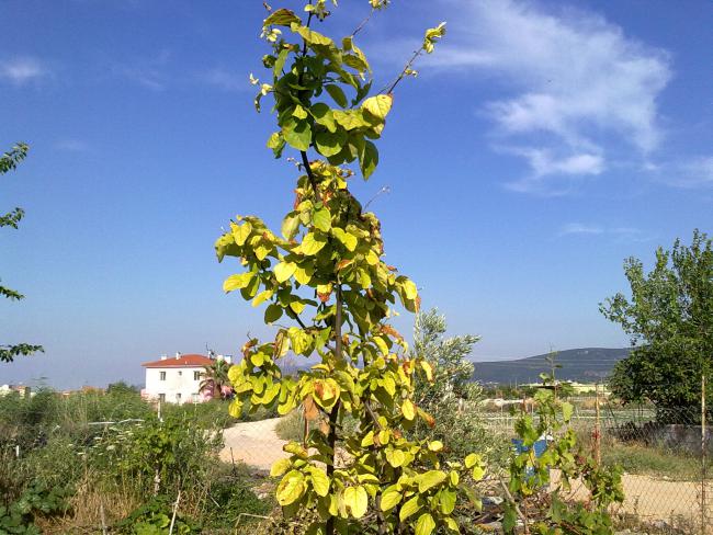 Name: 14062010013.jpg
Views: 726
Size: 66.2 KB