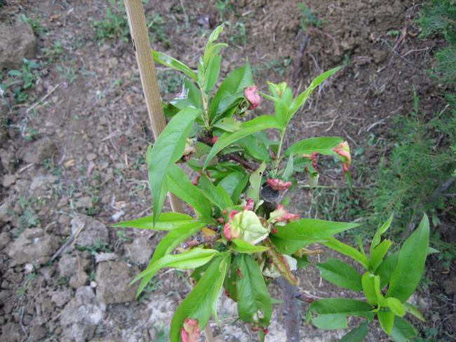 Name:  atalca 026.jpg
Views: 4694
Size:  67.2 KB