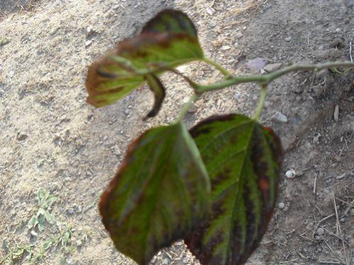 Name:  A (12).jpg
Views: 24218
Size:  44.3 KB