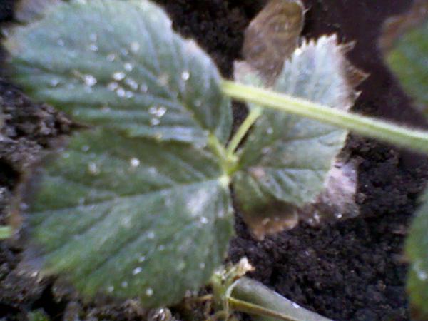 Name:  Foto-2.jpg
Views: 521
Size:  35.8 KB