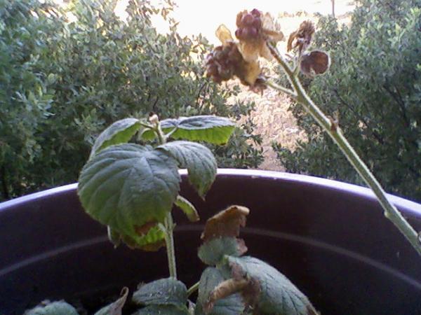 Name:  Foto-3.jpg
Views: 524
Size:  47.4 KB