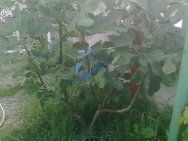 Name:  24072013137.jpg
Views: 7265
Size:  36.7 KB