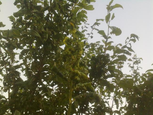 Name:  19072013132.jpg
Views: 14148
Size:  56.7 KB