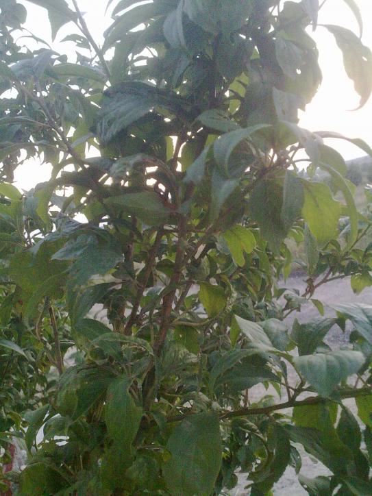 Name:  24072013140.jpg
Views: 13790
Size:  70.6 KB