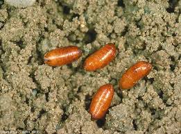 Name:  cc pupa.jpg
Views: 24271
Size:  15.5 KB