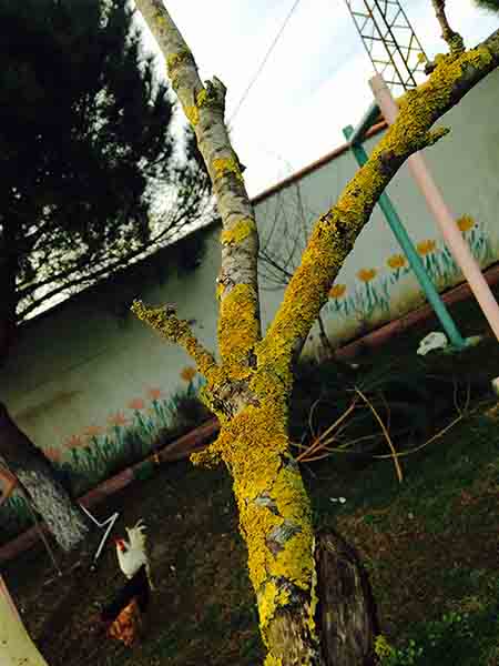 Name:  Fu1.jpg
Views: 7934
Size:  52.9 KB