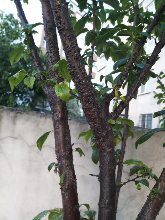 Name:  WhatsApp Image 2019-05-09 at 19.57.06.jpg
Views: 4199
Size:  73.7 KB