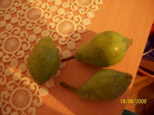 Name:  100_1819.jpg
Views: 3129
Size:  34.7 KB