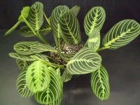 Name:  kb-maranta.jpg
Views: 6073
Size:  9.0 KB