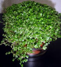 Name:  kb-helx.jpg
Views: 5970
Size:  14.1 KB