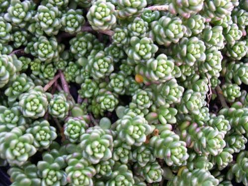 Name:  Sedum album Athoum _1_.jpg
Views: 729
Size:  49.8 KB