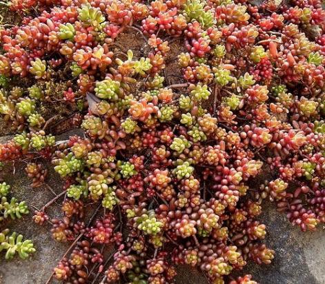 Name:  Sedum_album_01_ies.jpg
Views: 596
Size:  71.1 KB