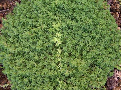 Name:  Sedum_album_a1.jpg
Views: 904
Size:  61.2 KB