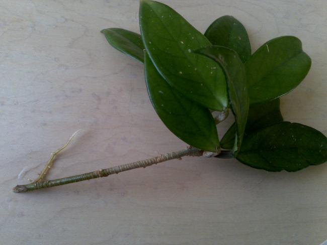 Name:  ABCD0017.jpg
Views: 2002
Size:  25.3 KB