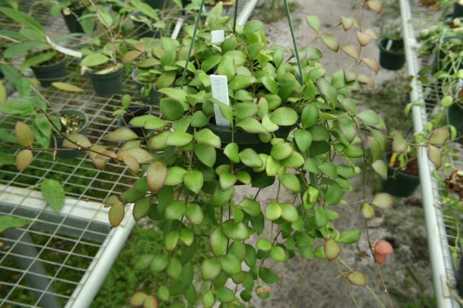 Name:  hoya3.jpg
Views: 1123
Size:  55.3 KB