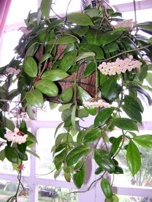 Name:  hoya13.JPG
Views: 1370
Size:  36.4 KB