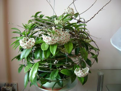 Name:  hoya14.JPG
Views: 2747
Size:  26.7 KB