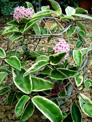 Name:  hoya15.JPG
Views: 1671
Size:  42.5 KB
