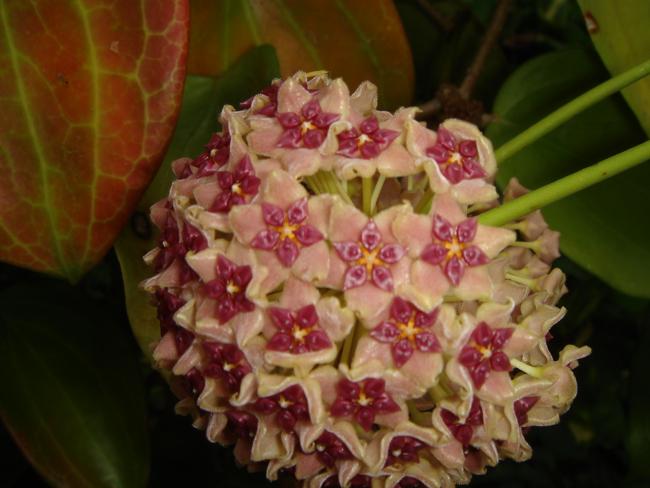 Name:  hoya26.jpg
Views: 4650
Size:  40.3 KB