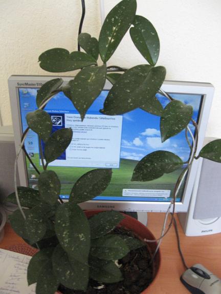 Name:  hoya.JPG
Views: 2983
Size:  44.2 KB