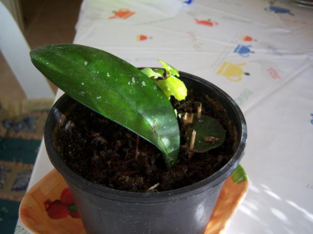 Name:  100_4140.jpg
Views: 1778
Size:  31.1 KB
