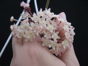 Name:  hoyamacvarie.jpg
Views: 1808
Size:  15.7 KB