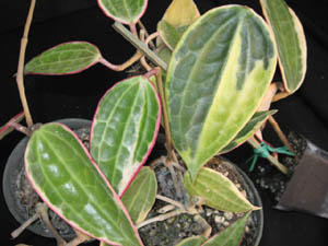 Name:  hoyamacvar.jpg
Views: 1838
Size:  26.3 KB