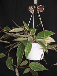 Name:  hoyamacvarieg.jpg
Views: 1455
Size:  17.3 KB