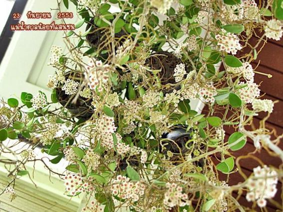 Name:  intten hoya.jpg
Views: 3297
Size:  75.0 KB
