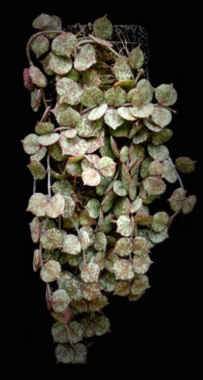 Name:  Hoya_curtisiiMount.jpg
Views: 3011
Size:  45.3 KB