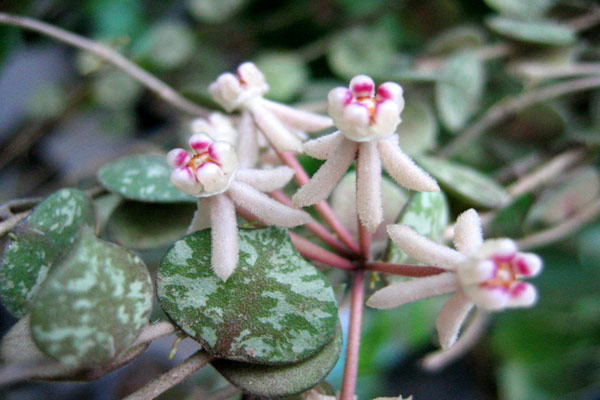 Name:  Hoya-curtisii.jpg
Views: 4250
Size:  56.4 KB