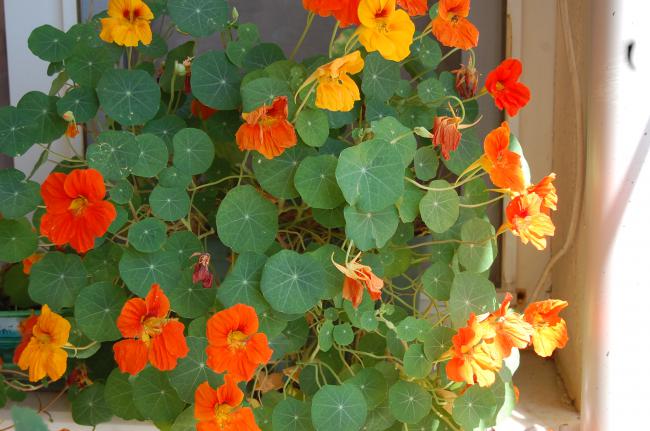 Name:  DSC_0405.jpg
Views: 2841
Size:  49.8 KB