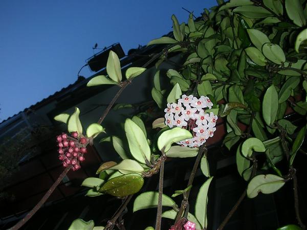 Name:  hoya5.jpg
Views: 900
Size:  43.5 KB