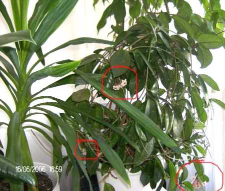 Name:  Hoya1.jpg
Views: 5228
Size:  57.0 KB