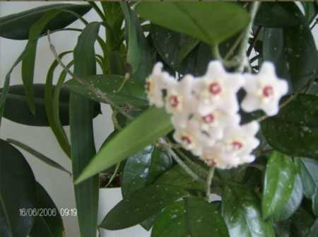 Name:  Hoya3.jpg
Views: 5110
Size:  41.2 KB