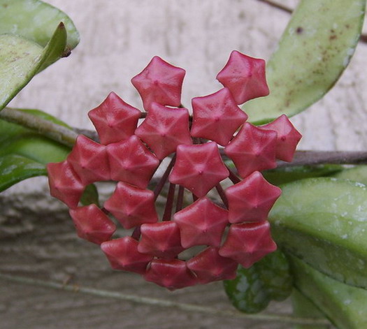 Name:  ada mum5.jpg
Views: 701
Size:  68.7 KB
