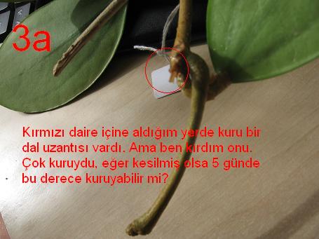 Name:  3a.jpg
Views: 1645
Size:  31.3 KB