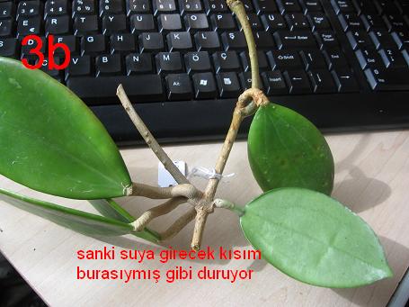 Name:  3b.jpg
Views: 1647
Size:  37.6 KB