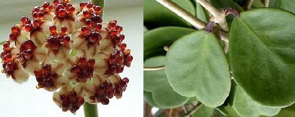 Name:  Hoya%20kerii.jpg
Views: 9713
Size:  29.5 KB