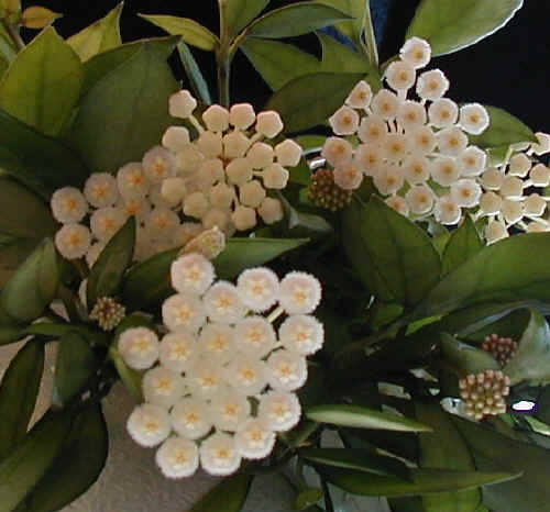 Name:  hoya lacunosa.jpg
Views: 9361
Size:  26.0 KB