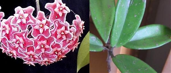 Name:  Hoya Pubicalyx Silver Pink (Yabanc Tr).jpg
Views: 5550
Size:  33.1 KB