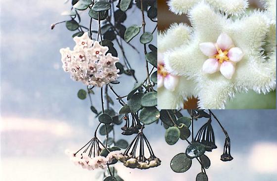 Name:  hoya011.jpg
Views: 3463
Size:  39.1 KB