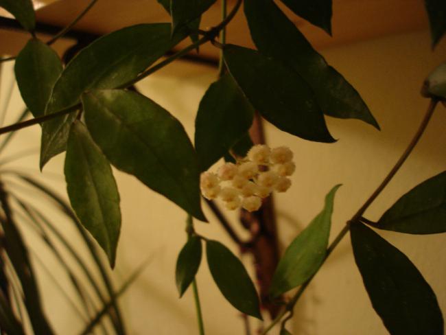 Name:  ieklerim 053.jpg
Views: 681
Size:  30.8 KB