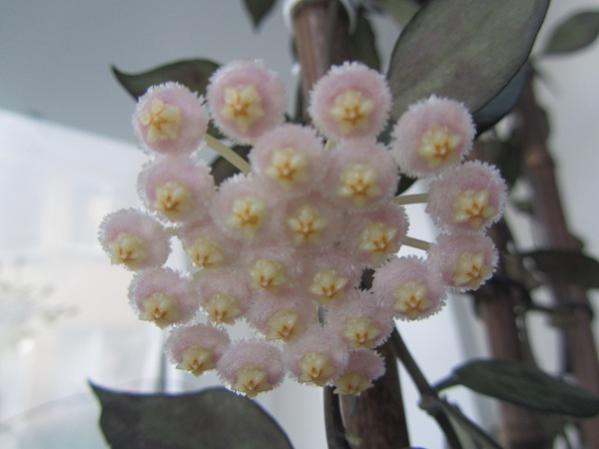 Name:  hoya 169.jpg
Views: 1712
Size:  26.2 KB