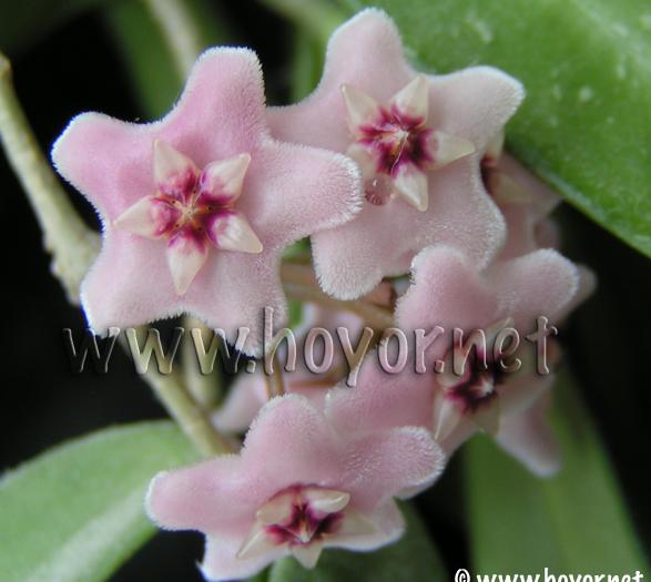 Name:  mb.JPG
Views: 2741
Size:  34.2 KB