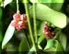 Name:  heuscheliana10_small[1].jpeg
Views: 667
Size:  2.5 KB