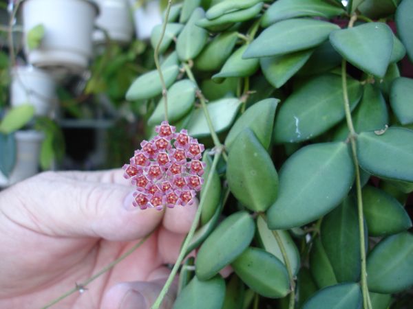 Name:  h_bilobata.jpg
Views: 6083
Size:  53.2 KB